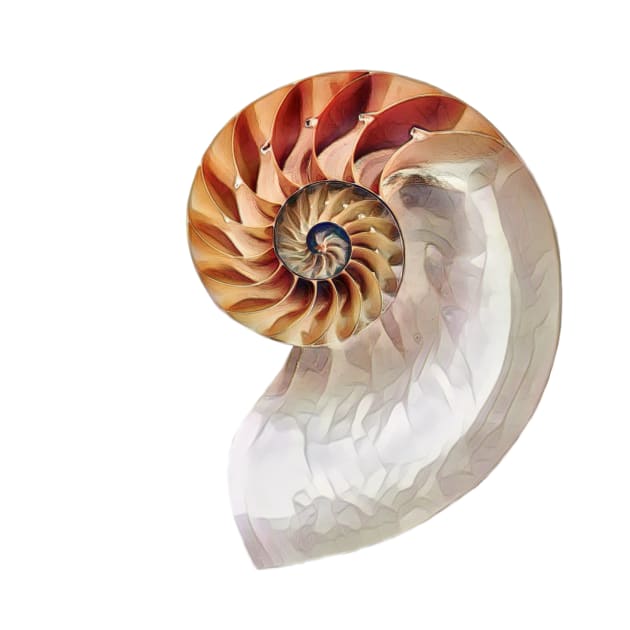 Nautilus Shell by PhotoArts