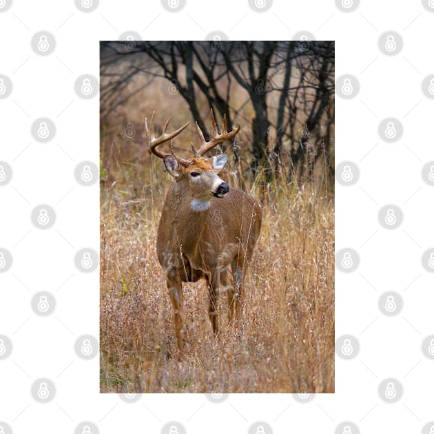 Blood Antlers - White tailed deer Buck by Jim Cumming