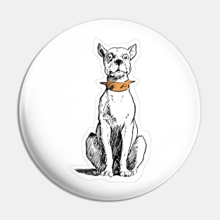 White stare dog posing for you or waiting for you Pin