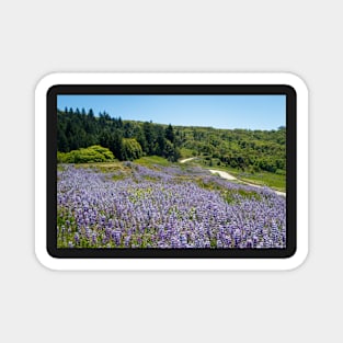 Lupine flowers on a hillside Magnet