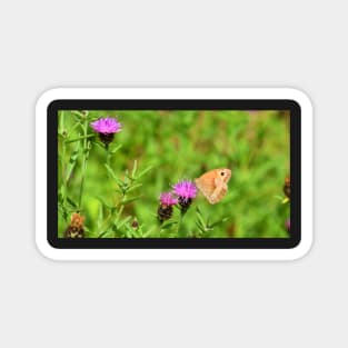 Ringlet Butterfly Magnet