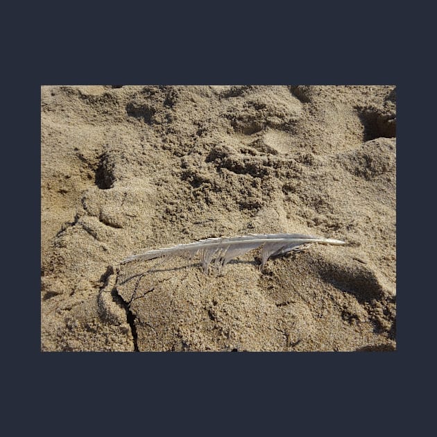 A seagull feather on the sand by walter festuccia