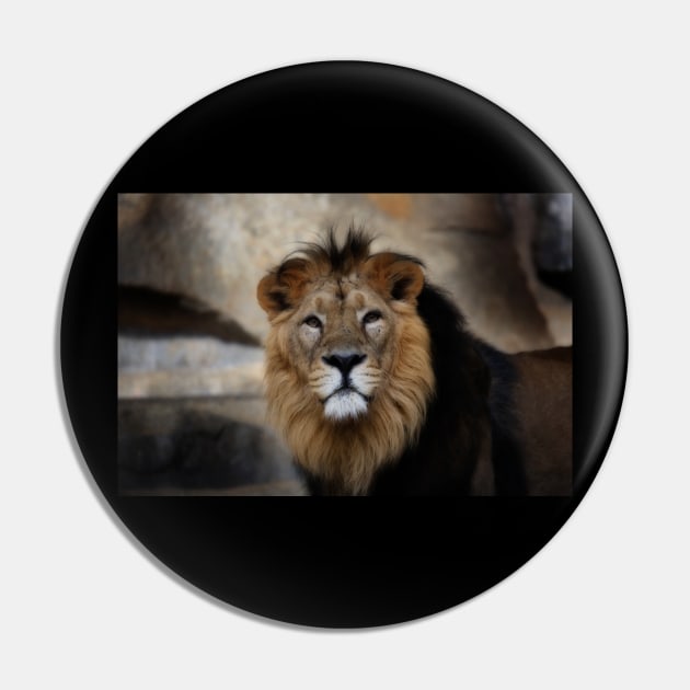 lion - portrait Pin by hottehue