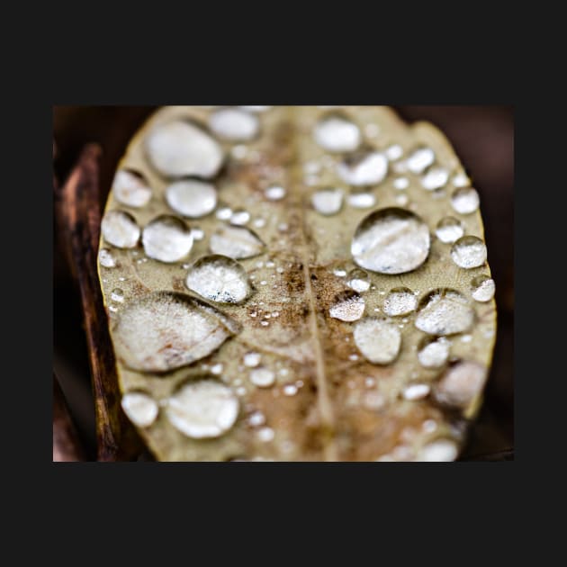 Water droplets on leaf by glovegoals