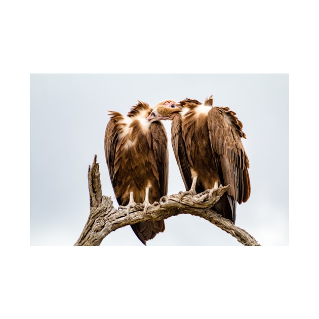 Vulture Couple is Caressing Each Other - Kruger National Park by holgermader