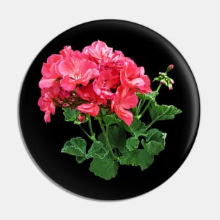 Geraniums - Geranium Relaxing Pin