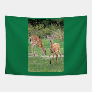 Curious Doe Tapestry