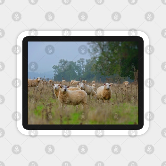Sheeps Magnet by FollowHedgehog