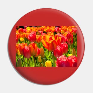 A full frame of tulips Pin