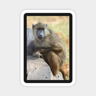 Yellow Baboon Alert While Resting Magnet