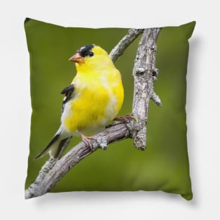 American Goldfinch2 Pillow