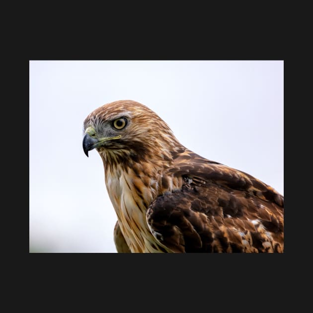 Red Tailed Hawk Stare Down by jecphotography