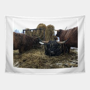 Scottish Highland Cattle Cows and Bull 2181 Tapestry