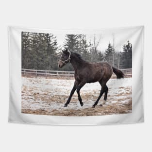 TB COLT Tapestry