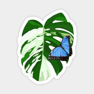 Blue Morpho Butterfly on a Monstera Albo Leaf Magnet