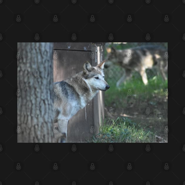 Mexican Grey Wolf by MarieDarcy