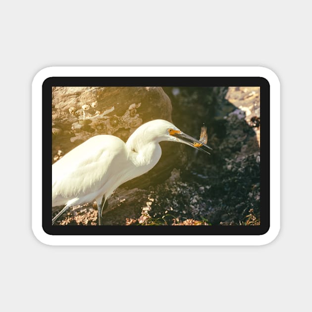 Heron with Prey Magnet by jvnimages