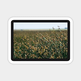 Prairie Scene in the Foothills. Magnet