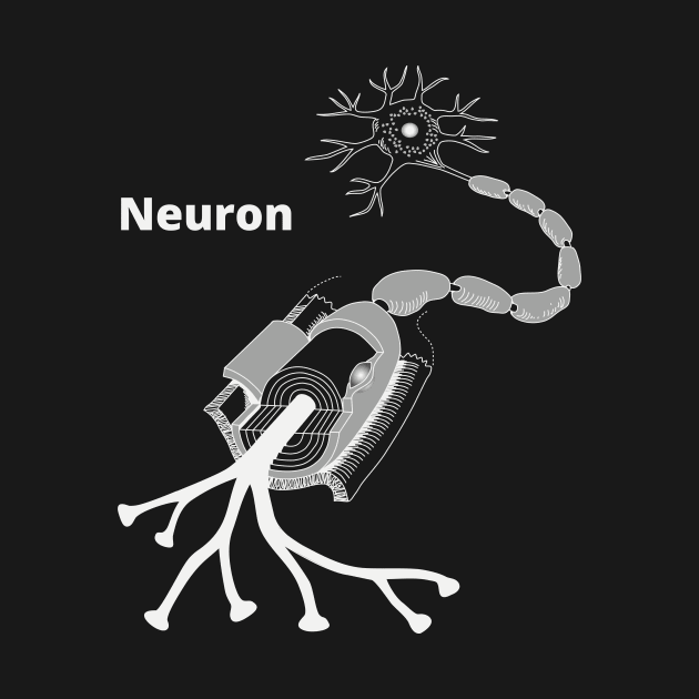 Neuron synapse anatomical structure by Science Design