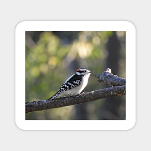 Downy woodpecker, wild birds, wildlife photography Magnet