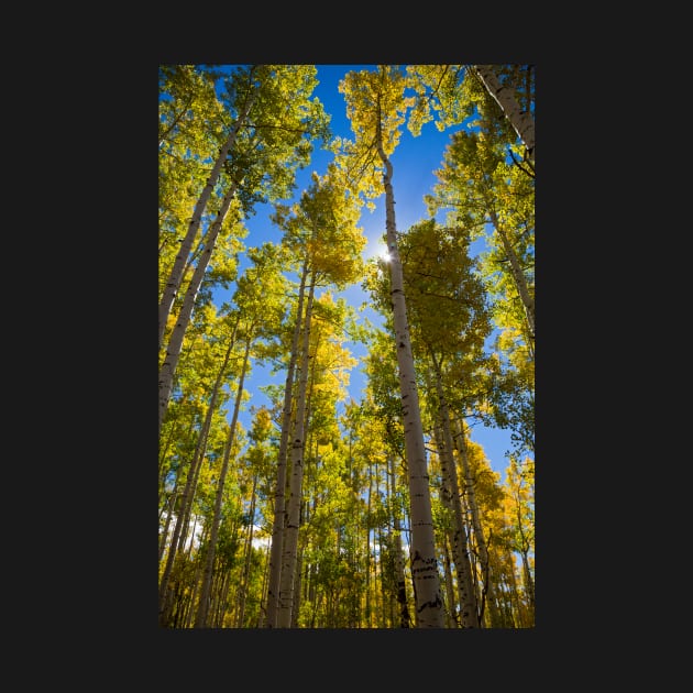 Quaking aspen (Populus tremuloides) in autumn (C034/4977) by SciencePhoto