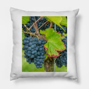 Vineyard, Kaiserstuhl, South-West Germany Pillow