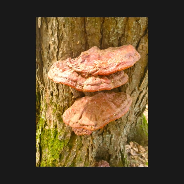 Beefsteak Fungus by etherealwonders