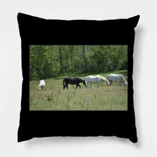 Wild Horse Herd Pillow