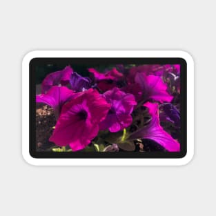 Wild Magenta Petunia Magnet