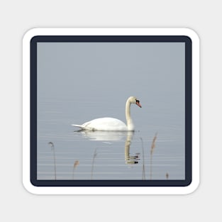 Swan, nature, wild birds, wildlife gifts Magnet