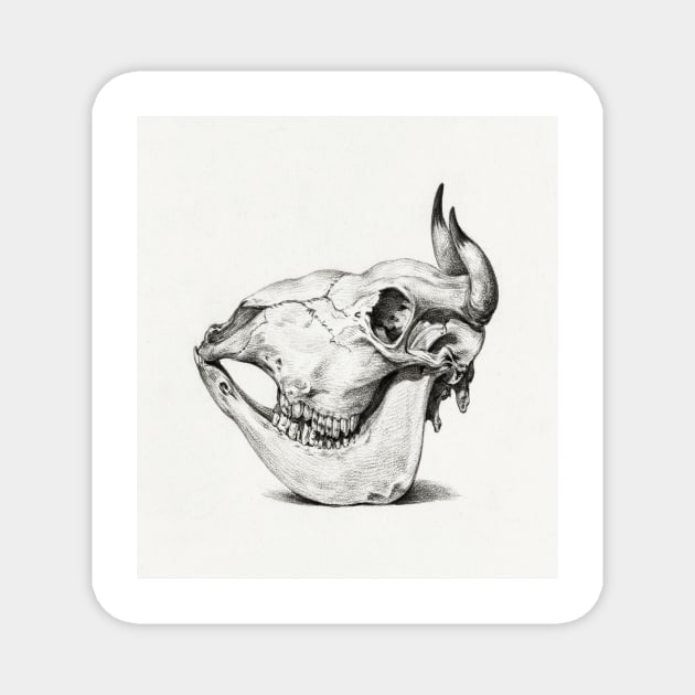 Cow Skull Magnet by Garkbit's