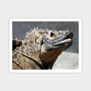 Sailfin Lizard Magnet