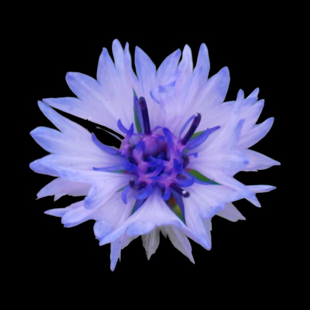 Cornflower by Nicole Gath Photography