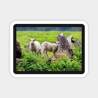 sheep Magnet