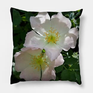 Wild Rose Pillow