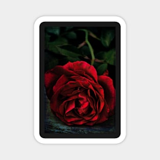 Rose 385 Magnet