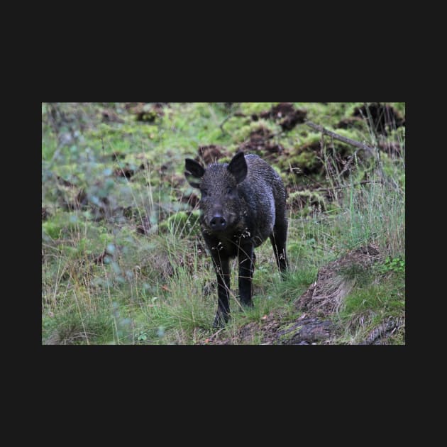 Wild boar by orcadia