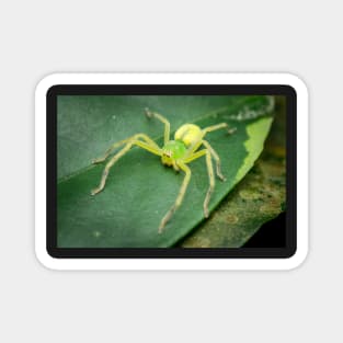 A female green huntsman spider (Micrommata virescens) Magnet