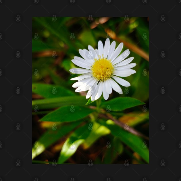 Tiny Daisy-Light by Rebekah Slick