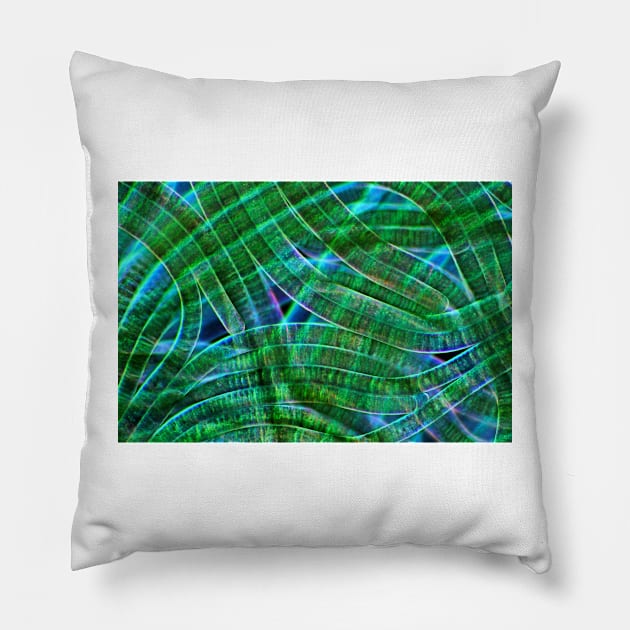 Oscillatoria cyanobacteria, micrograph (C028/9169) Pillow by SciencePhoto