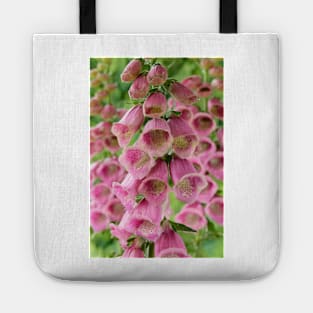 Digitalis × mertonensis  AGM  Strawberry foxglove Tote