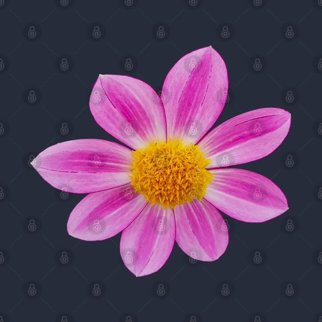 Pink Single Dahlia Flower by ellenhenryart