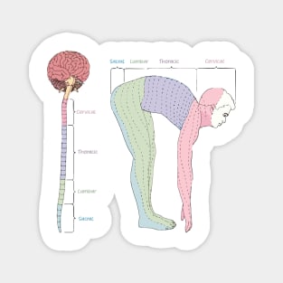 Anatomy of the spine Magnet