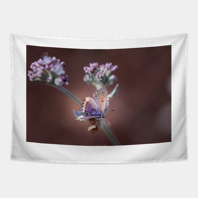 Butterfly on flowers Tapestry by blossomcophoto