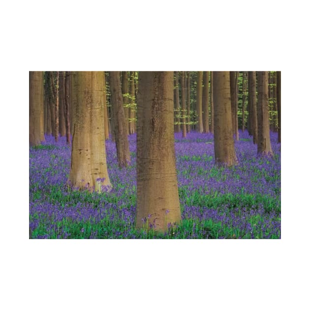 Belgium Hallerbos Forest With Trees And Bluebells by HammiltenJohn