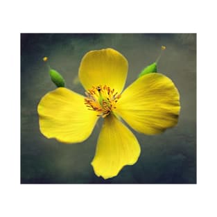 Wood Poppy In Yellow T-Shirt