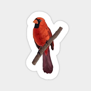 Northern Red Cardinal Perched on a Branch Detailed Illustration Magnet