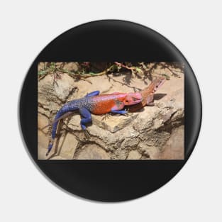 East African Rainbow Agama, Mating Pin