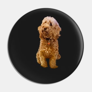 Cavapoo Cavoodle puppy ii - cute cavalier king charles spaniel Pin