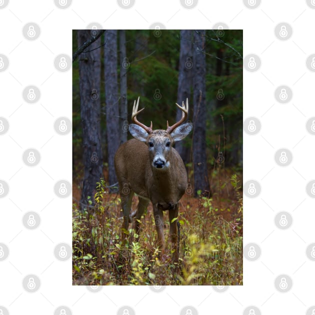 Curious Prince - White-tailed Buck by Jim Cumming